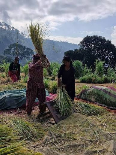 Women harvesting crops in the Himalayan foothills